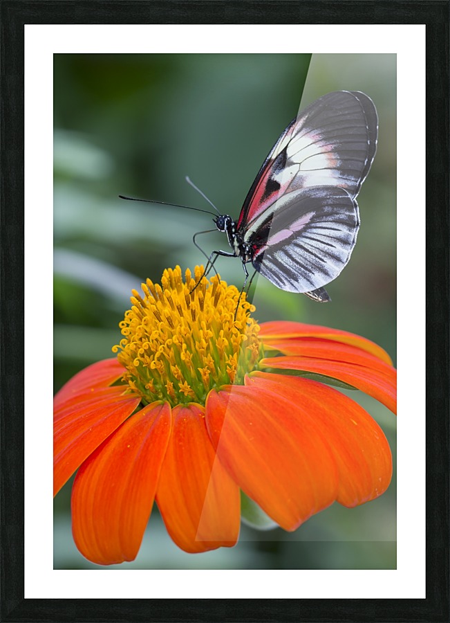 Butterfly Picture Frame print