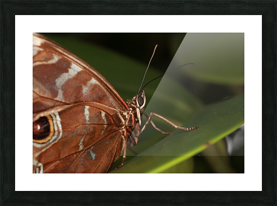 Morpho Peleides Butterfly Picture Frame print