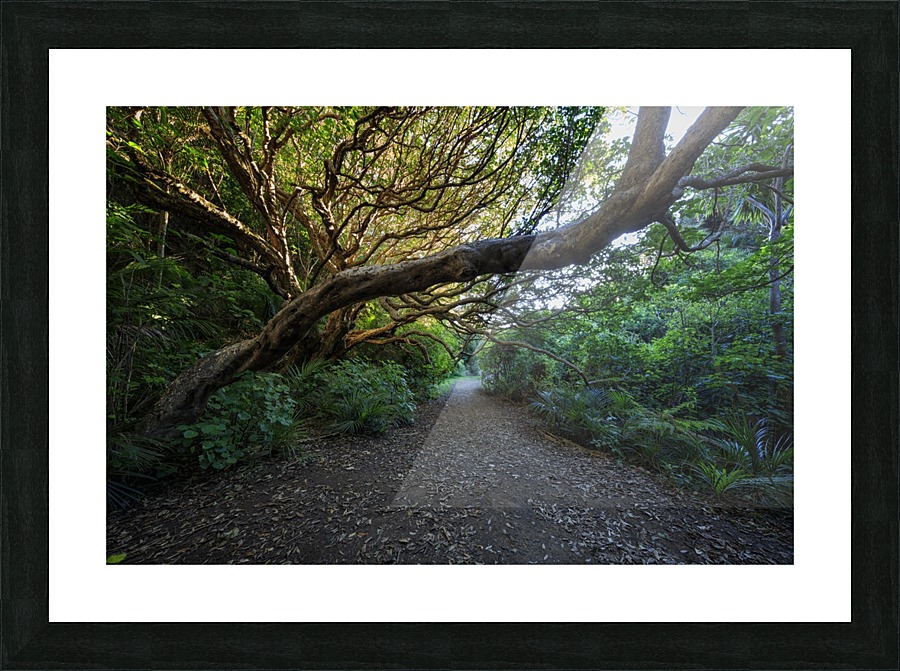 Karekake Waterfall Trail Picture Frame print