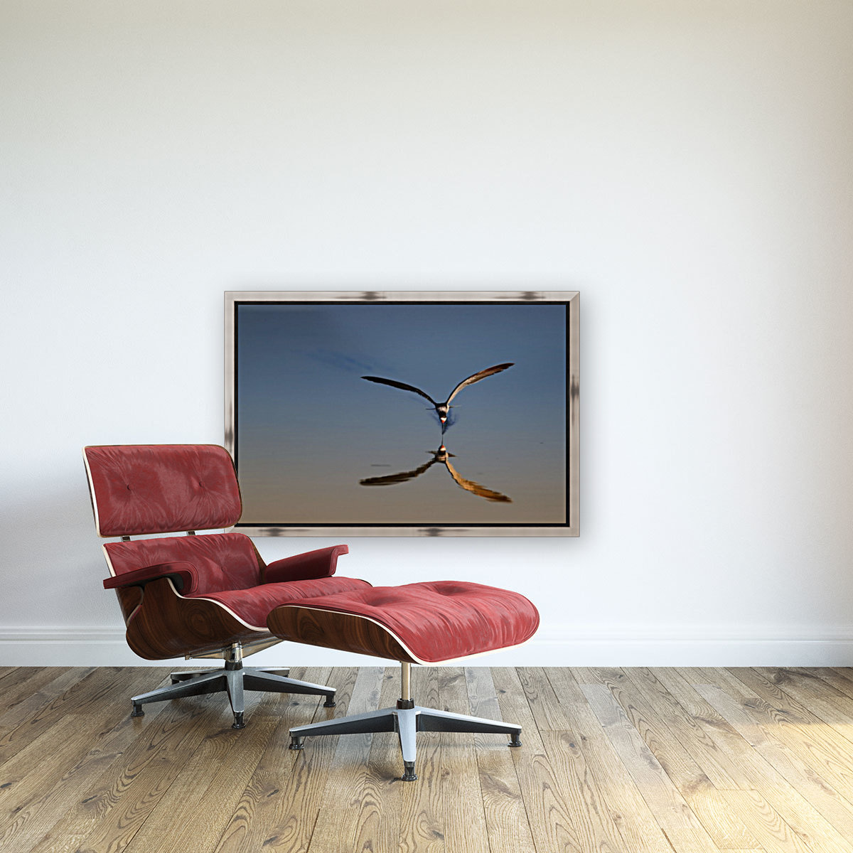 Black Skimmer Reflection Reproduction