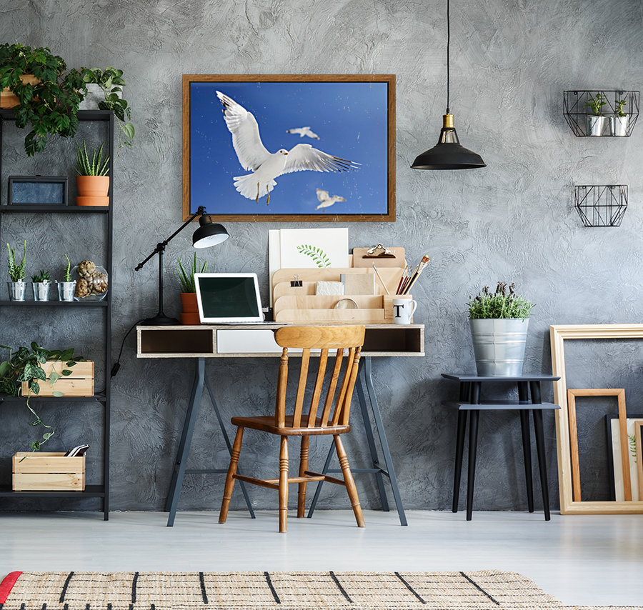 Seagulls Reproduction