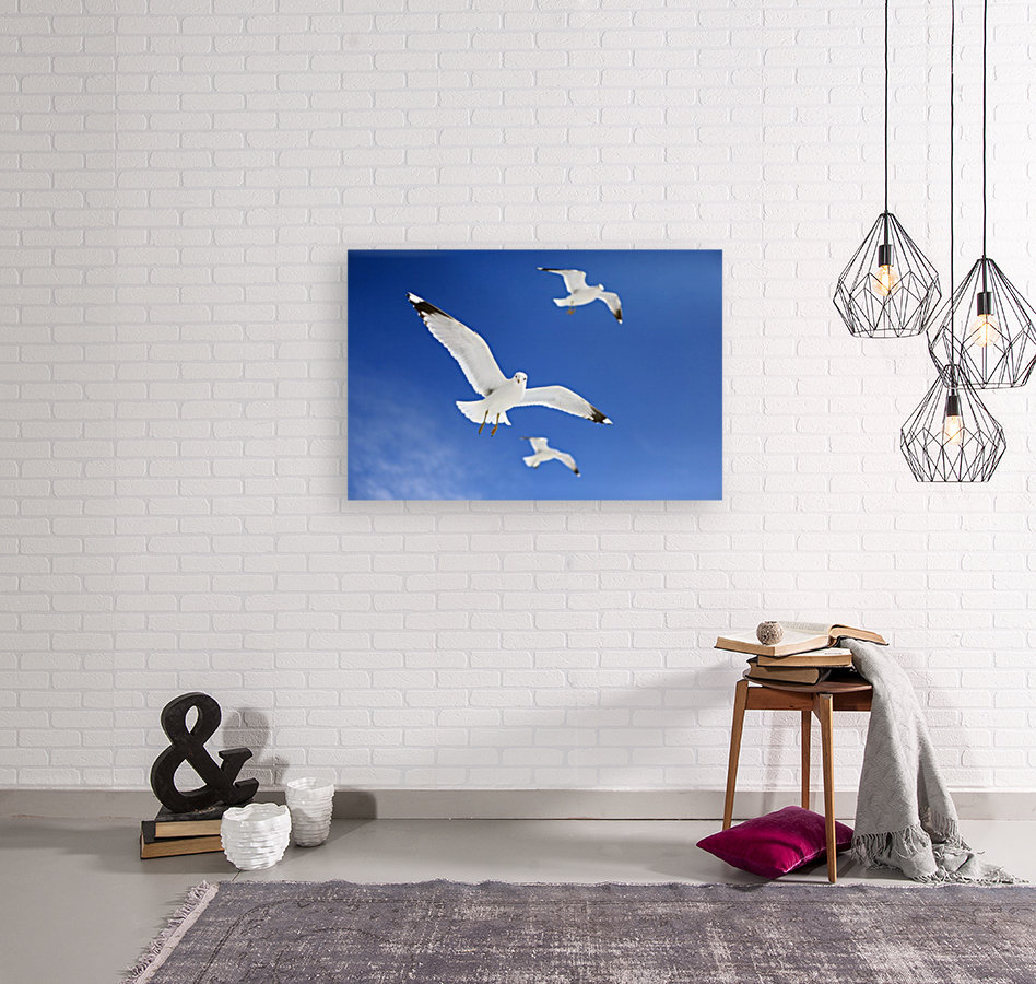 Seagulls Reproduction