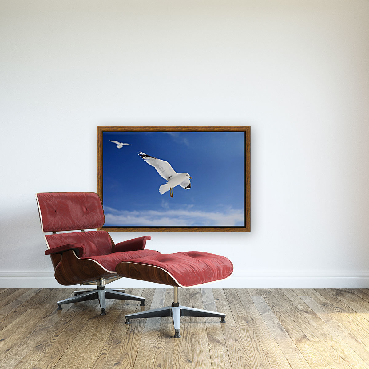 Seagulls Reproduction