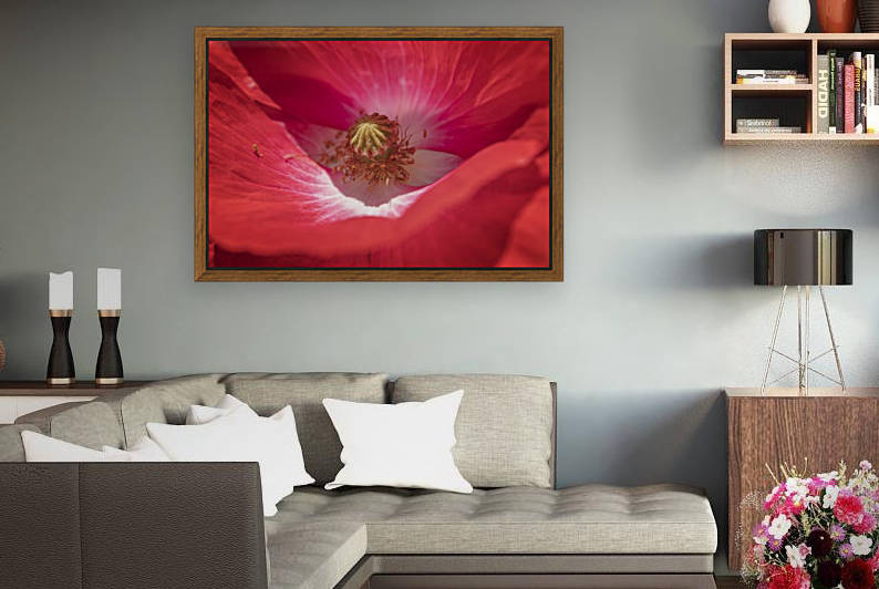 Poppy Flower Reproduction