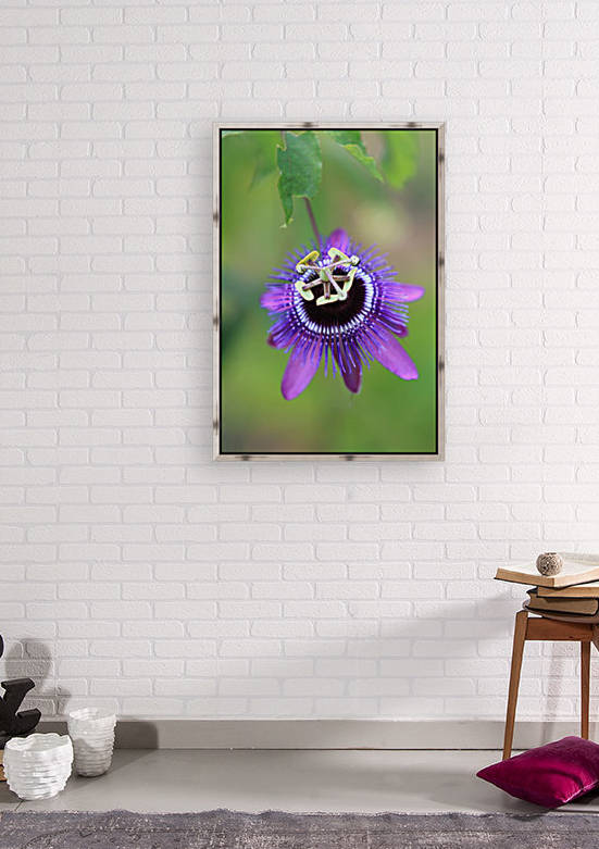Passiflora Loefgrenii x Caerulea by Alex Galiano