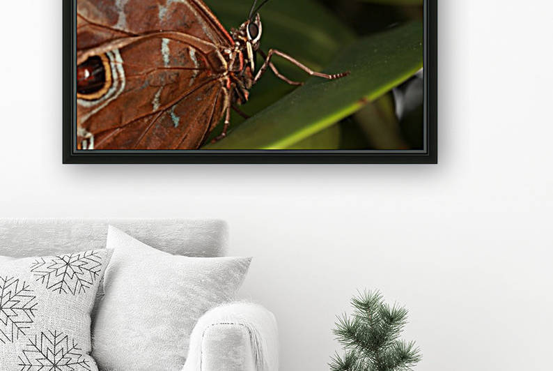 Morpho Peleides Butterfly by Alex Galiano
