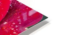 Raindrop Rose HD Metal print
