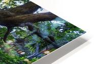 Karekake Waterfall Trail HD Metal print