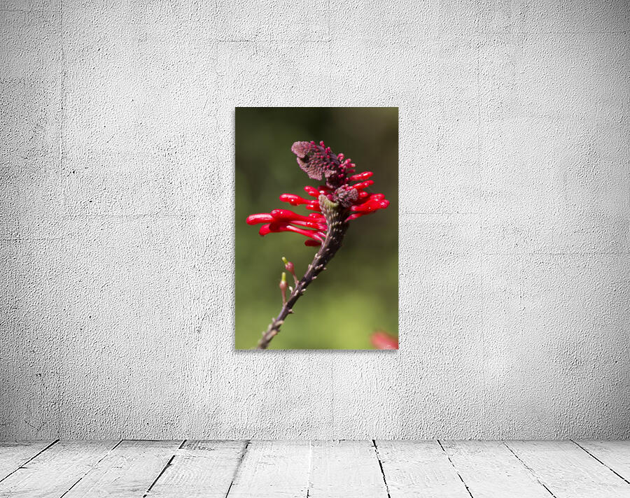 Red Flower Wall Preview