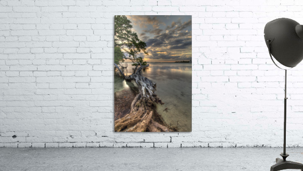 Dead Tree at Sunset Wall Preview