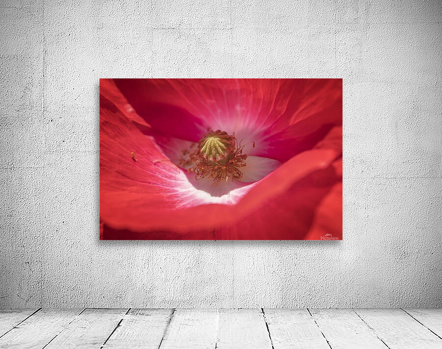 Poppy Flower Wall Preview