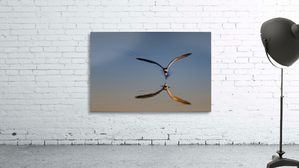 Black Skimmer Reflection Wall Preview