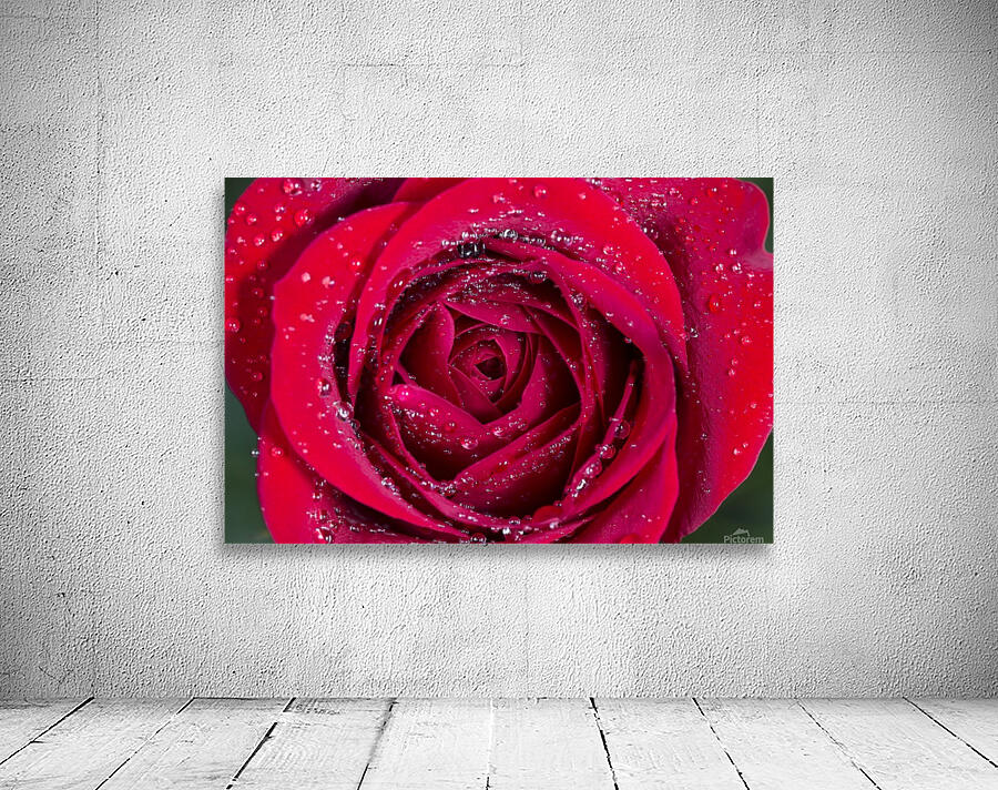 Raindrop Rose Wall Preview