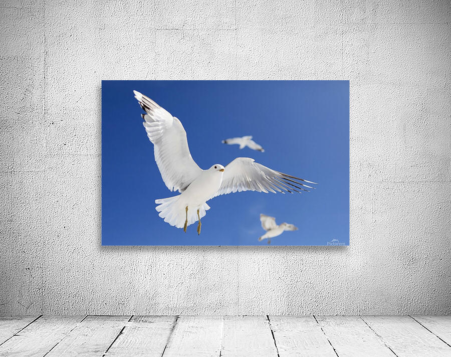 Seagulls Wall Preview