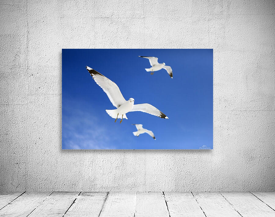 Seagulls Wall Preview