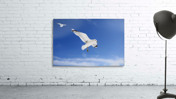 Seagulls Wall Preview