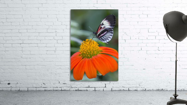 Butterfly Wall Preview
