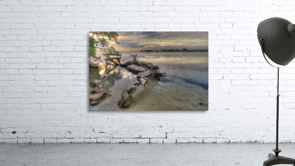 Dead Tree at Sunset Wall Preview