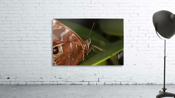 Morpho Peleides Butterfly Wall Preview