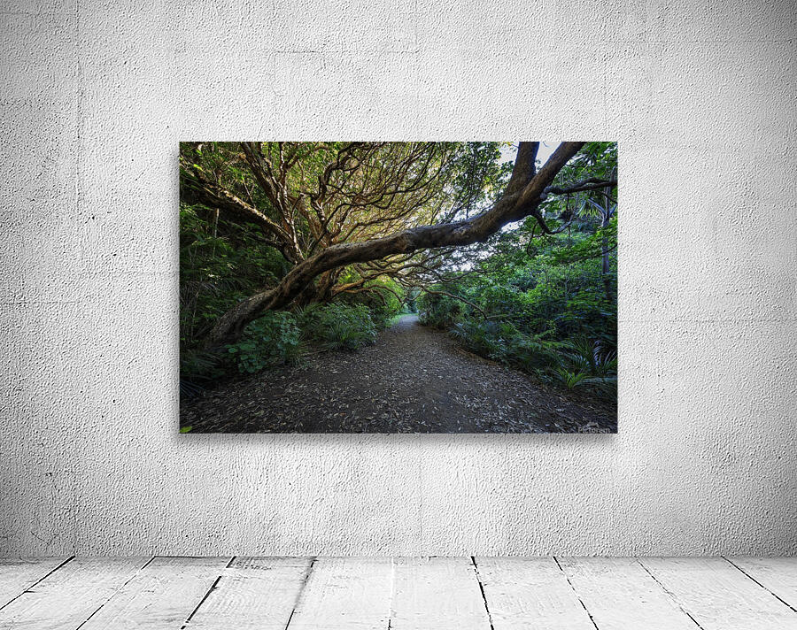Karekake Waterfall Trail Wall Preview