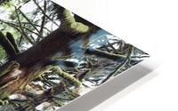 Olympic National Park. HD Metal print