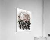 Abstract Rose Acrylic Print