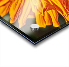 pollination Acrylic print