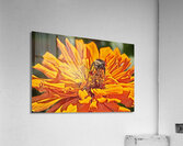 pollination Acrylic Print