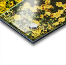 Butter Print Acrylic print