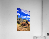 Drama King Elk Acrylic Print