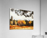 The Bones Acrylic Print