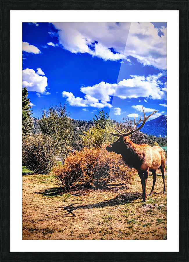 Drama King Elk Picture Frame print