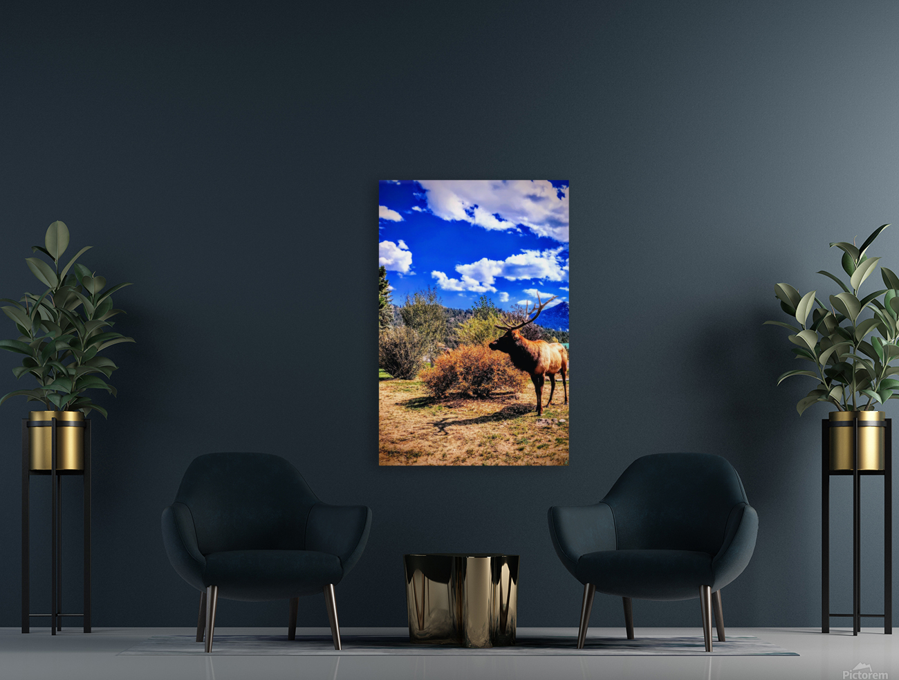 Drama King Elk Reproduction