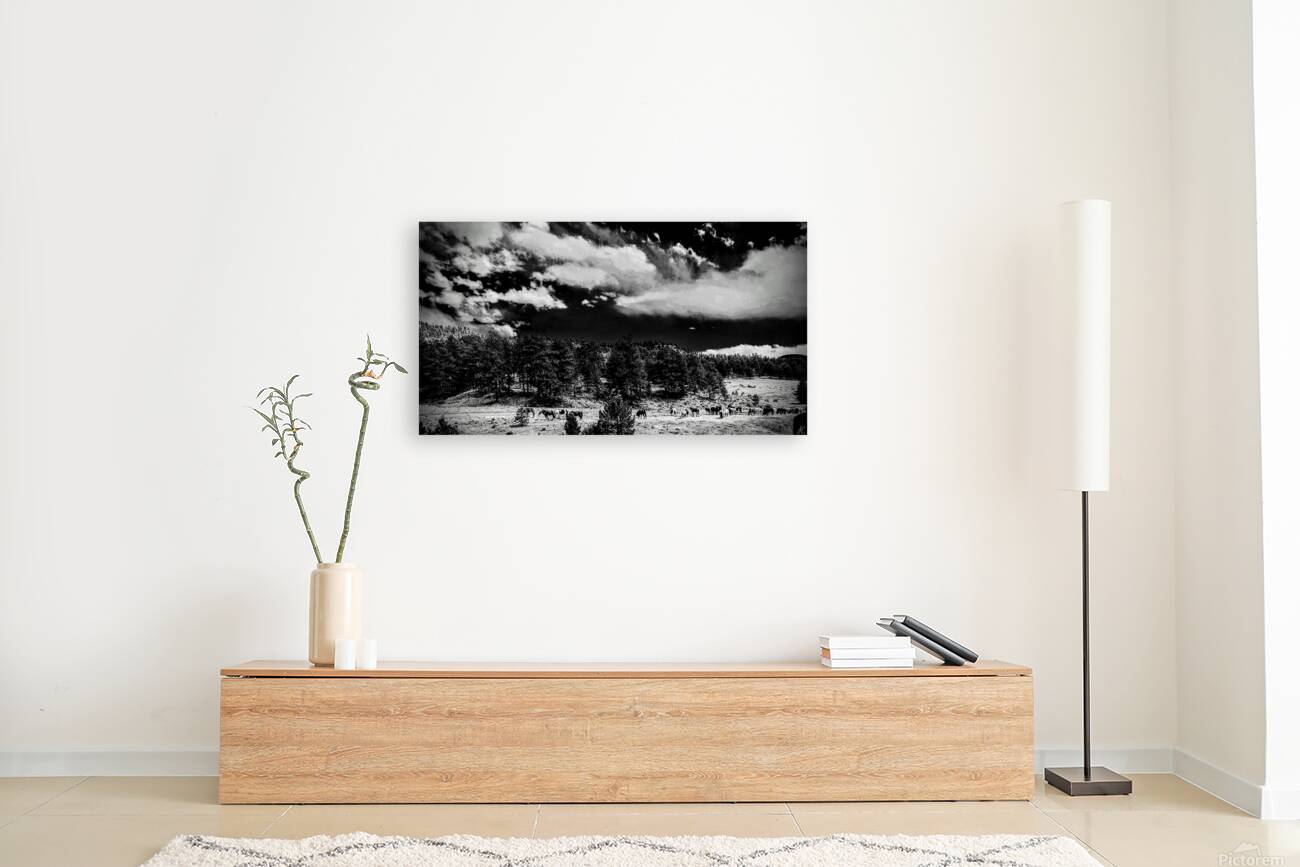 Horse Sky Reproduction