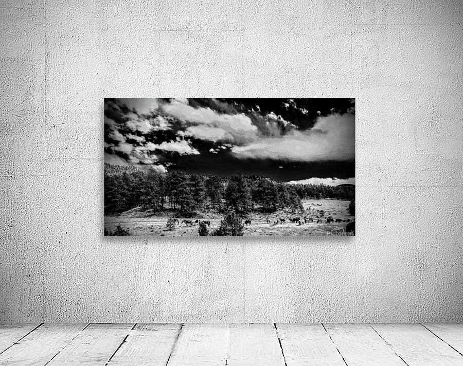 Horse Sky Wall Preview