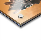 Gleaming Zebra Acrylic print