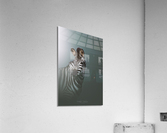  I5A1349 Edit Edit Acrylic Print