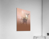 Striking Waterbuck Acrylic Print