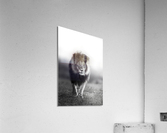 Ghost in the Darkness Acrylic Print