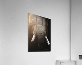 Bully The Undestructible Acrylic Print