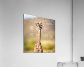 Silly Giraffe Acrylic Print