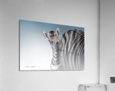 Zebra Foal Acrylic Print