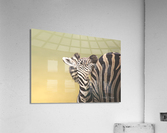 Strippy Foal Acrylic Print