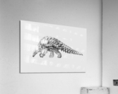 Shy Pangolin Acrylic Print