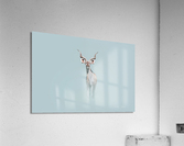 Royal Kudu Acrylic Print