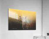 Yellow Light Impala Acrylic Print