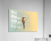 White Fronted Bee Eater Acrylic Print