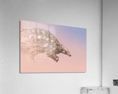 Pangolin Illusion Acrylic Print