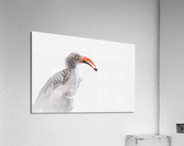 ZAZU Style Acrylic Print