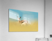 Springbok Dream Acrylic Print